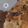 ISOPOD